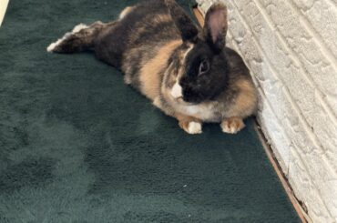 How to make a bun eat critical care?