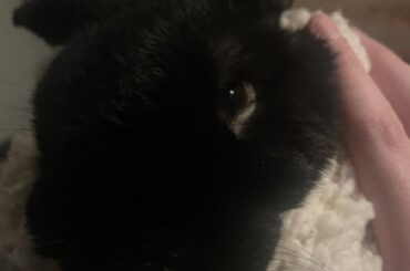 wrapped up for a nail trim