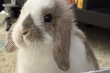 How to make my rabbit happy?