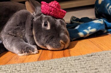 Thought people here might appreciate how how good Luna looks in a hat