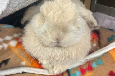 bun spayed is not active