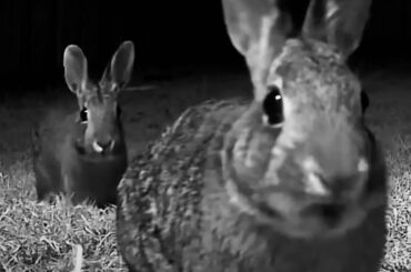 New reaction image dropped