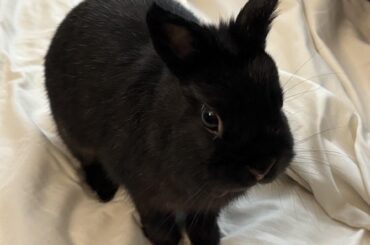 A quiet day well spent with Chimi ✨