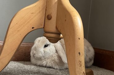 anyone else have a bunny refuse to drink after surgery