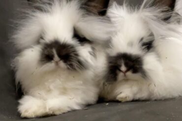 I need a name that matches Millie for my male bunny!