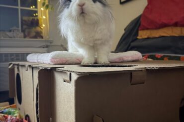 Soft foam mats for sore hock prevention?