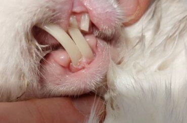 New arrival 😔 Welcome to SRR Kevin