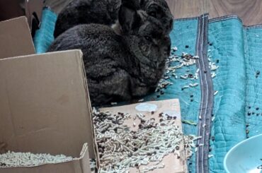 My beloved babies cinnabun and snickerdoodle