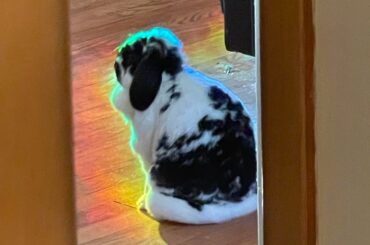 Chew toy recommendations?