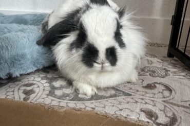 The Name is Bunny, Da Bunny