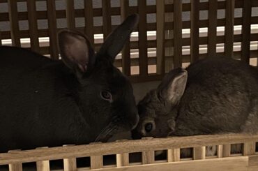 my rescue bun story