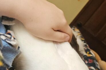 From Bunnysitting to Bunnyowning!