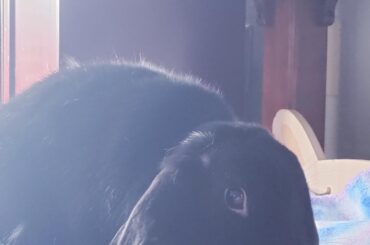 Lost my lop boy earlier this week.