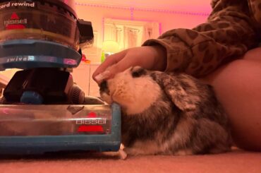 bentley and the vacuum are finally becoming friends