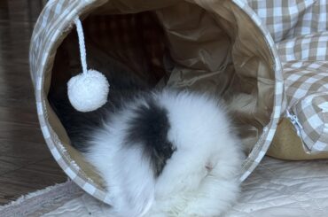 Cover/lid for my bunny pen