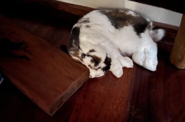 Chose to squish her head against a block of wood 🤷🏻‍♀️