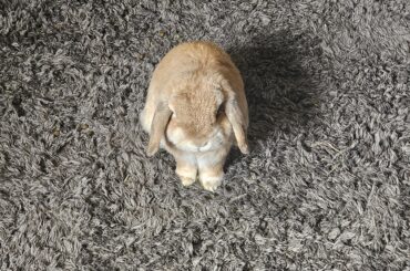 He may be smol but he has a big personality