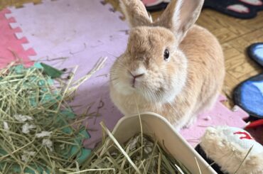 Might be the cutest face Willow has ever given me