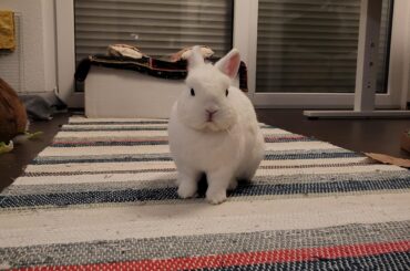 Why are you so angy, tiny man?