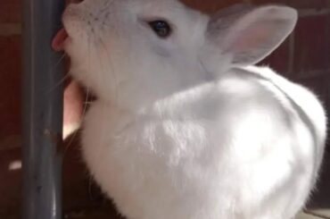 Bunny Tongue -Activated 😜