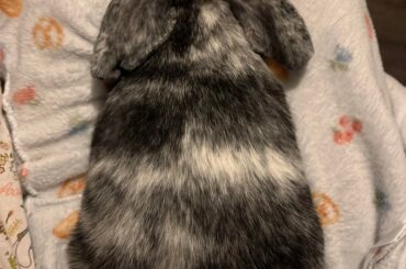 is my rabbit a mix? :3