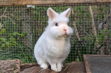 Today 5 years ago my beloved Murphy died 🫶🏼