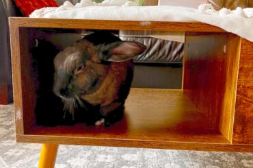 I have to return my new coffee table