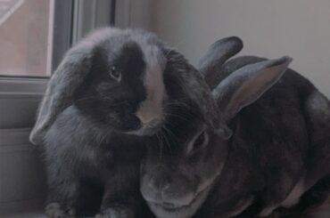 Fly high Wybie-Miles 🤍🦋