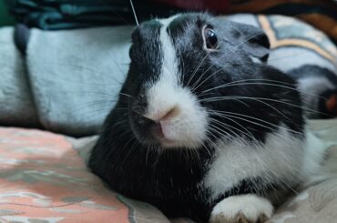 Mandolin being the cutest bun in town 👁️