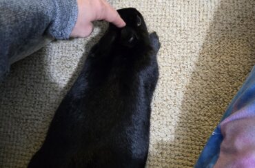What to do when bun nips feet? (For clarity I pointed out the problem in the below picture.)