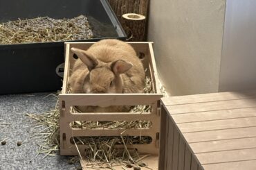Anyone else’s rabbit think they are a Chicken