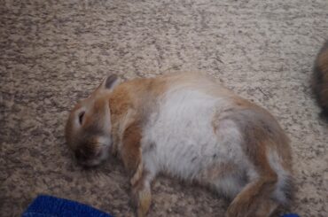 Castration at 3 months