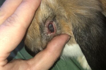 Vet appt already scheduled- what can I do in the meantime?