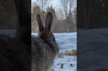 A Lovely Return 🐇❄️ | Eastern Cottontail|Ep.625