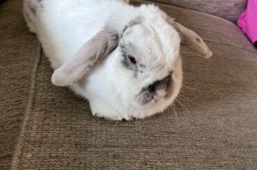 Advice about lonely rabbit