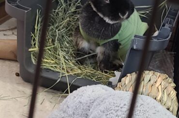 Impossible to containe the dewlap