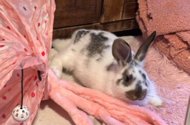 3 month flemish giant growth...