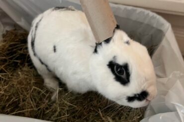 Tony Hawk’s Pro Skater 2 crossed the rainbow bridge today