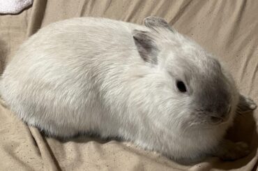 Shaped like a baked bean