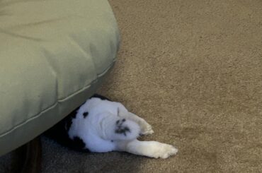 Peeking peets
