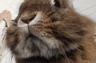 Bao will decide your fate