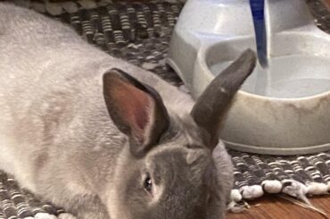 My Rabbit’s benign tumour has grown. We are taking him in next week and I am terrified of him having surgery. :(