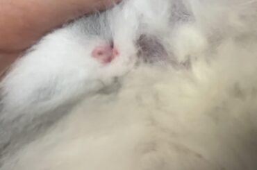 Is this a girl or boy bunny? 8 weeks old. Hoping to get another bunny the same gender asap