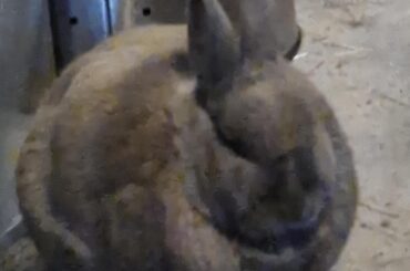 Dora was a little cold, so she puffed up her fur. "To ponder the orb... one must become the orb!"