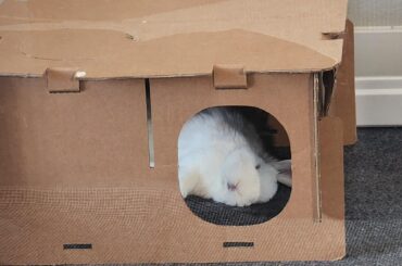 Bunny unlopped himself