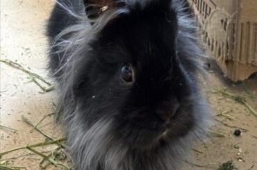 Lionhead breed ID?