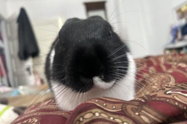 Anxious About My Girl’s Spay