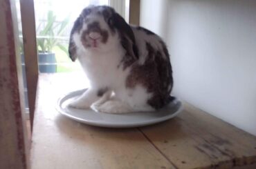 sometimes he sits on this plate on a shelf