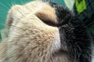 "Who touched my treat bag ?"