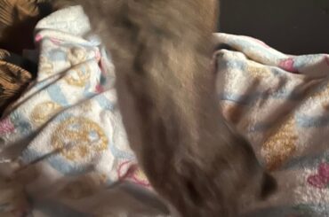 Enjoy the reality of trying to get a cute pic of my bun 😂 using treats ain’t the best idea